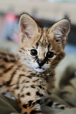 Illustration for article titled ZOMG BABY SERVAL!!!